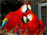 4 Ara Papageien zum Verkauf.