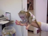 Baby Kapuziner-Affen zur Annahme