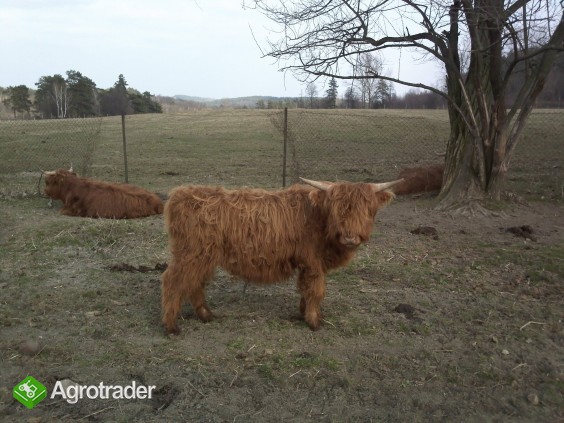 Highland Cattle szkockie jałówki byki cielaki - zdjęcie 4