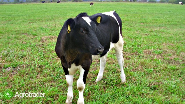 cielaka maści biało-czarnej, od krowy mlecznej - zdjęcie 1