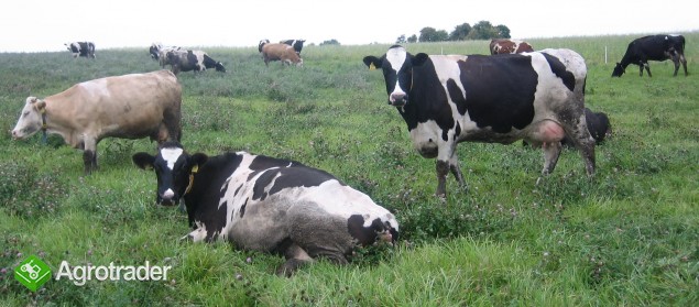 Krowy i Jałówki - całe stado - zdjęcie 1