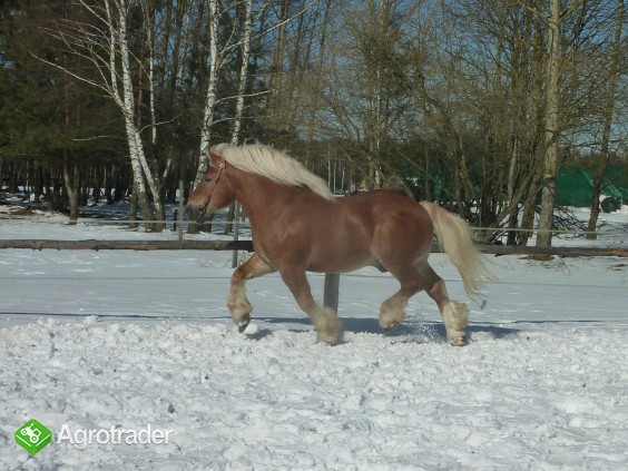 Konie ogier zimnokrwisty sokólski - zdjęcie 3