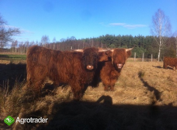 Byk Highland Cattle, szkockie wysokogórksie - zdjęcie 3