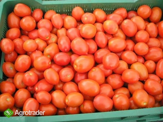 Pomidor gruntowy lima lub okrągły - zdjęcie 1