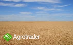gospodarsto rolne, ziemia rolna, działka rolna 480