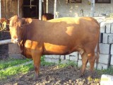 Hereford + Simental zacielone krowy mięsne WARTO!!! TANIO!!