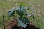 Oxytree - drzewo rosnących korzyści ( gleba: IV-VI klasa)