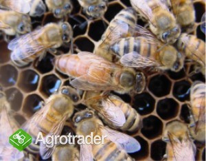 Odkłady pszczele na 2016 rok