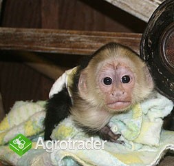 dzieci małpa szympans i dzieci na sprzedaż
