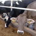  Ukraina.Krowy, jalowki od 700 zl/szt. Mleko 4% cena 0,40 zl/litr