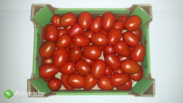 Sprzedam pomidory własnej produkcji - zdjęcie 1