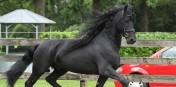 Koń fryzyjski, piękna klaczka, 4 lata, potrzebuje nowego domu