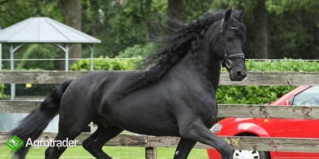 Koń fryzyjski, piękna klaczka, 4 lata, potrzebuje nowego domu