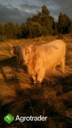 Jałówki i byki rasy Highland Cattle - Bydło Szkockie