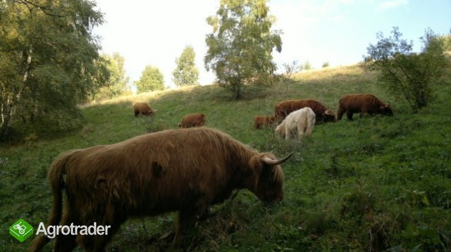 Jałówki i byki rasy Highland Cattle - Bydło Szkockie - zdjęcie 1