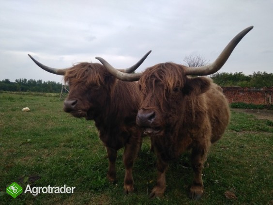Highland Cattle Szkockie Górskie stado 14 matek, 2 byki zarodowe - zdjęcie 2