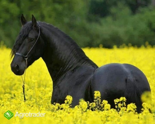 Piękny czarny żeński fryzyjczyka koń na sprzedaży