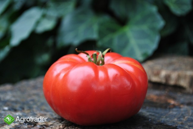 Pomidor pomidory nasiona Duma Syberii malinowe 700 odmian  - zdjęcie 1