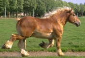 UkrainaCiezkie konie 3zl/kg wlodzimierskie o duzej masie ciala w cenie