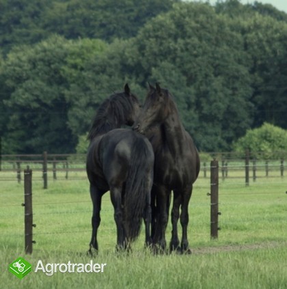 Koń fryzyjski na sprzedaż, dostępny teraz - zdjęcie 3