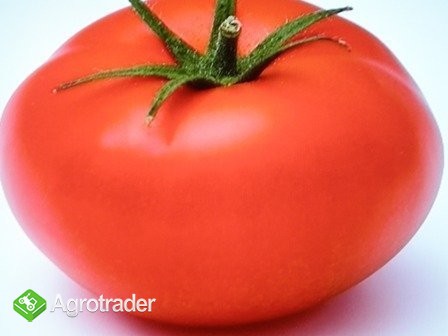 Pomidory export