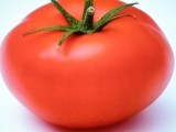 SUN FRESH GARDEN-Produkcja sprzedaż pomidorów