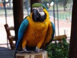 samiec i samica niebieska i złota papugi ara do pr
