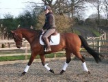 All Rounder horse - 6 yrs 16.2 hh Bay