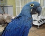 Piękny hiacynt papugi ara do przyjęcia