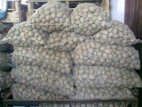 Sprzedam ziemniaki Irga (Sadzeniak)