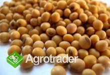 Sell soybeans, peas, rapeseeds, mustard, flax, sor - zdjęcie 1