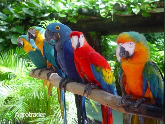 Papugi ara na sprzedaż