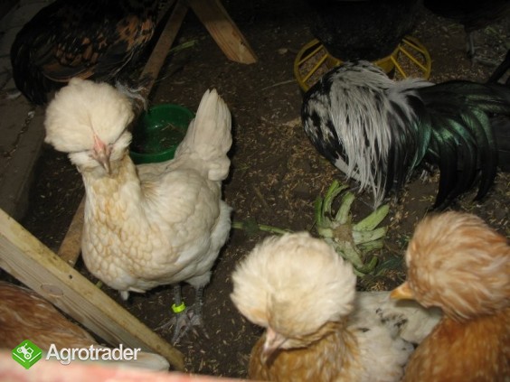 Jaja lęgowe, koguty, kury, chabo, silki, pawłowskie, czubatki, seramy - zdjęcie 1