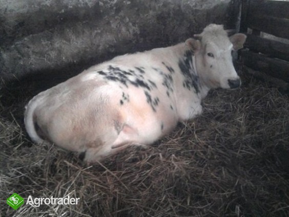 Sprzedam Jałówkę rasy HO