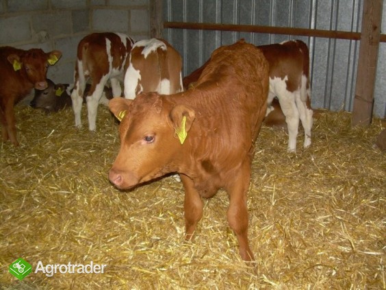 W CIĄGŁEJ SPRZEDAŻY BYCZKI MIĘSNE