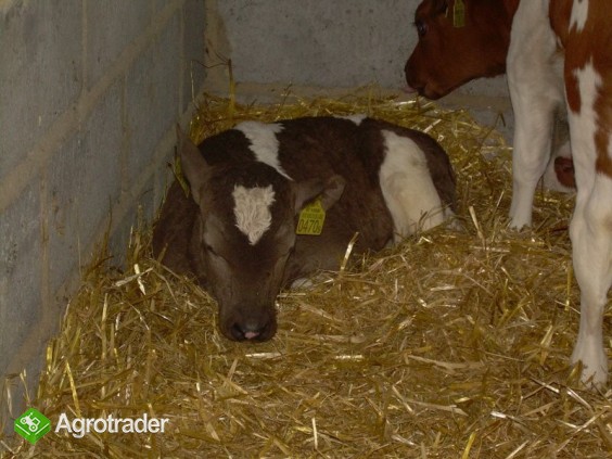 W CIĄGŁEJ SPRZEDAŻY BYCZKI MIĘSNE - zdjęcie 2