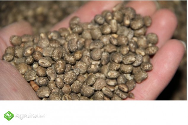 Sprzedam Łubin Słodki - zdjęcie 1