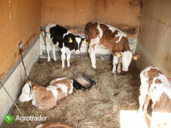 sprzedam byczki i jałóweczki