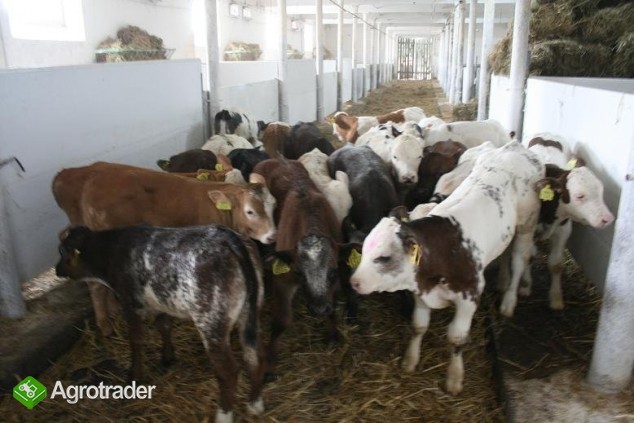 Sprzedam-- Rasowe Cielęta Mięsne - zdjęcie 2