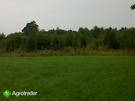 Sprzedam grewno na pniu