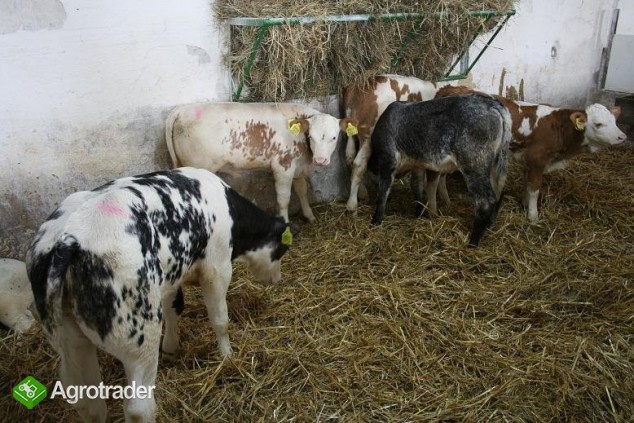 sprzedaż cieląt rasowych - zdjęcie 1