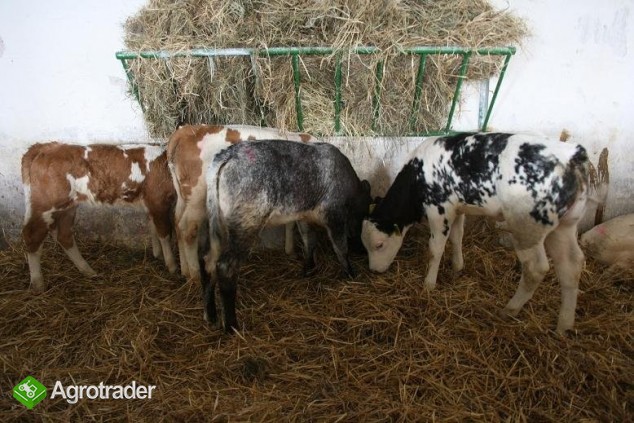 Sprzedaż Cieląt Mięsnych Belgian Blue, Siment....