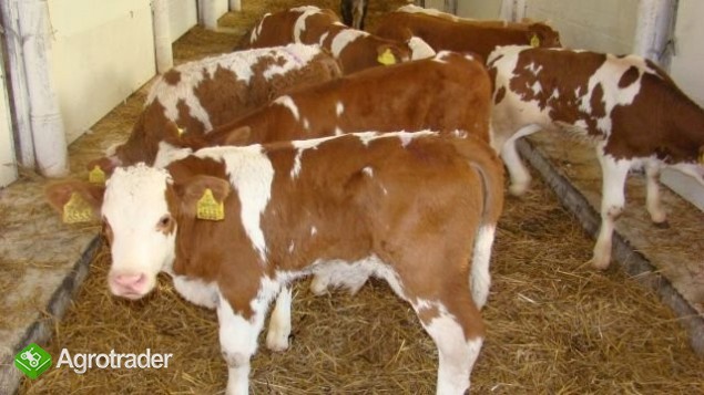 Cielęta Ras Mięsnych...