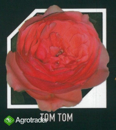 Róże - sadzonki - tylko HURT - zdjęcie 4