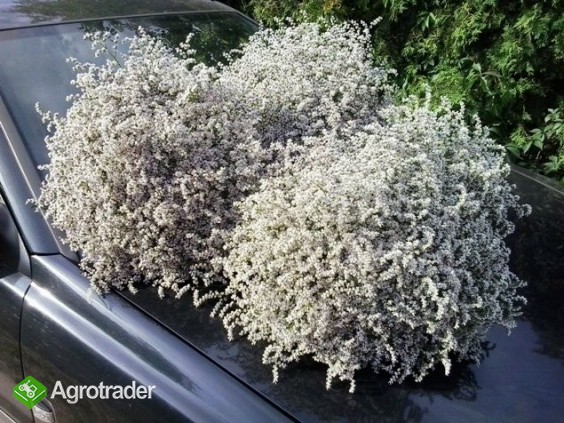 Zatrwian Tatarski - zdjęcie 1