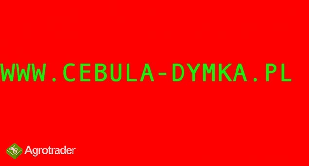 Cebula dymka cebuli - 24 odmiany Rzetelna Firma - zdjęcie 1