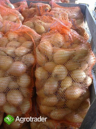 cebula cukrowa ilości hurtowe