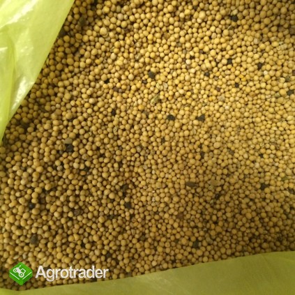 Gorczyca Biała Sinapis Alba - zdjęcie 1