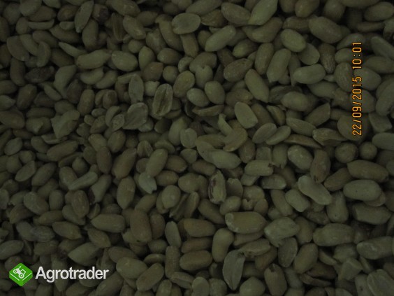 Sprzedamy orzechy laskowe i arachidowe