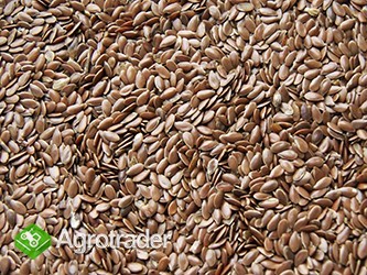 sprzedam siemię lniane